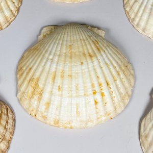 Siete coquillas grandes - imagen 3