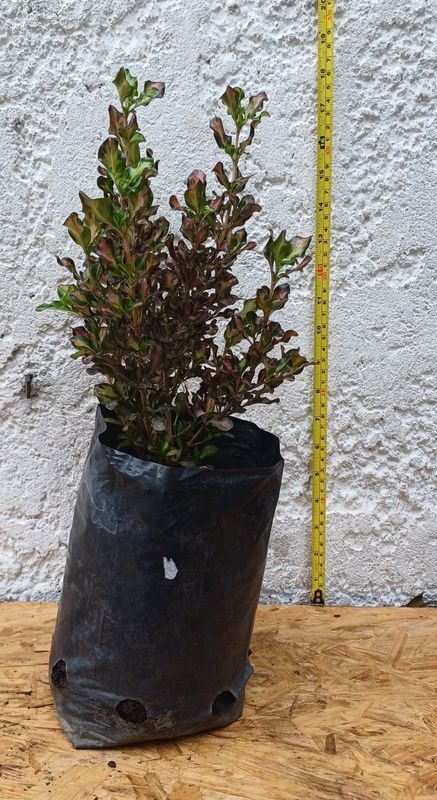 Planta Coprosma Rojo de 45cm de Alto - imagen 4