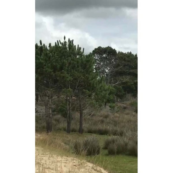 Terreno en Montecarlo: Propiedad de 22.965 mts con vistas al mar - imagen 5