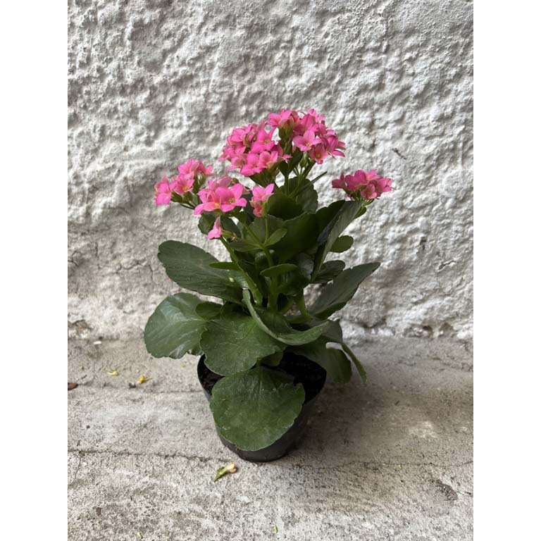 Item 2113578 - Image 0