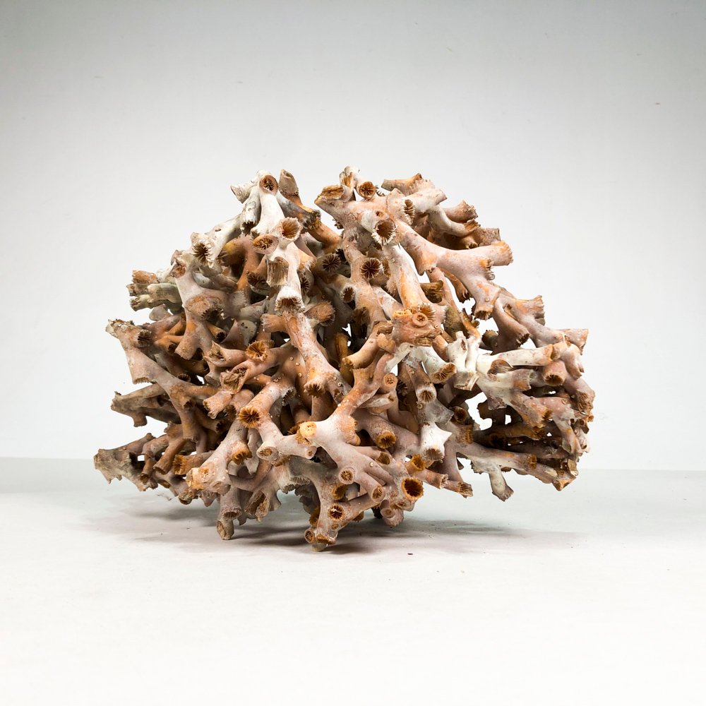 Piedra de coral natural y handmade - imagen 3