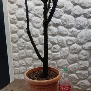 Rosal de Pie con Flores Rosadas y Capullos en Maceta de 2 Litros - imagen 8