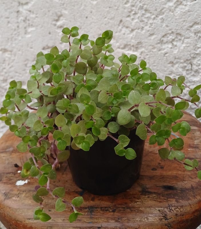 Item 929855 - Image 3