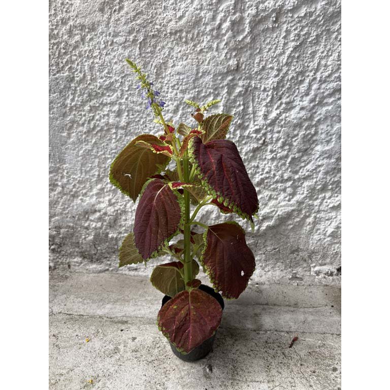 Item 2113565 - Image 0