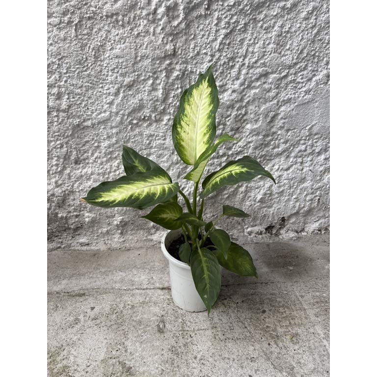 Item 2113592 - Image 0