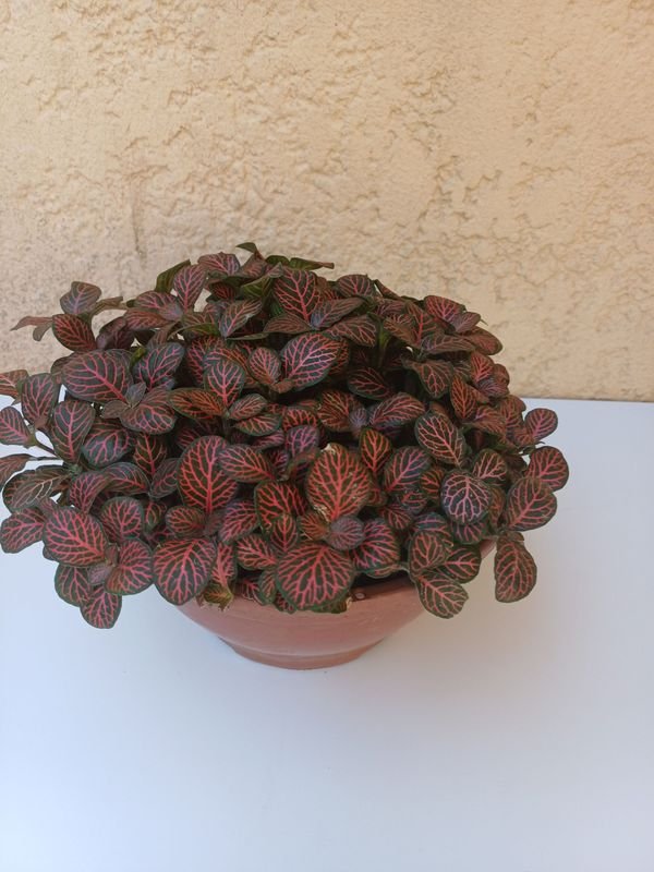 Planta en macetas con hojas verdes y rojas - imagen 5