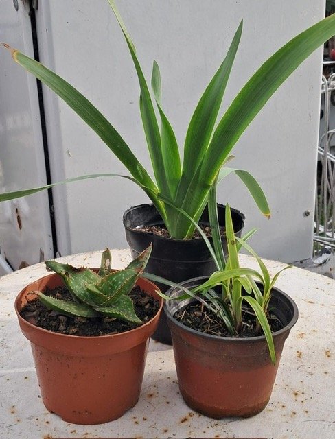 Lote de 3 Plantas en Macetas
