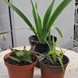 Lote siguiente: Lote de 3 Plantas en Macetas