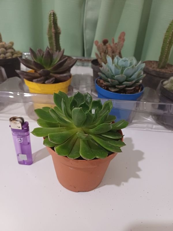 Item 852650 - Image 4