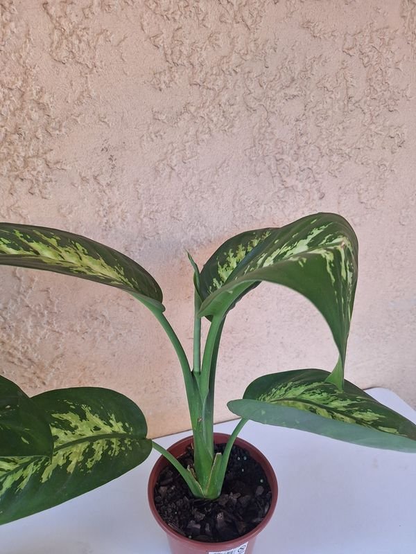 Item 870081 - Image 5