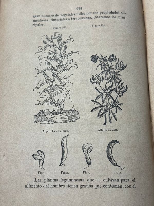 Elementos de Botánica por Federico Schoedeler - Sevilla y Madrid 1881 - imagen 7