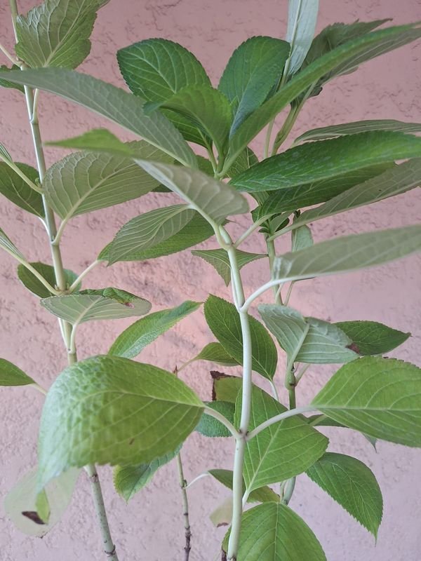 Item 870172 - Image 0