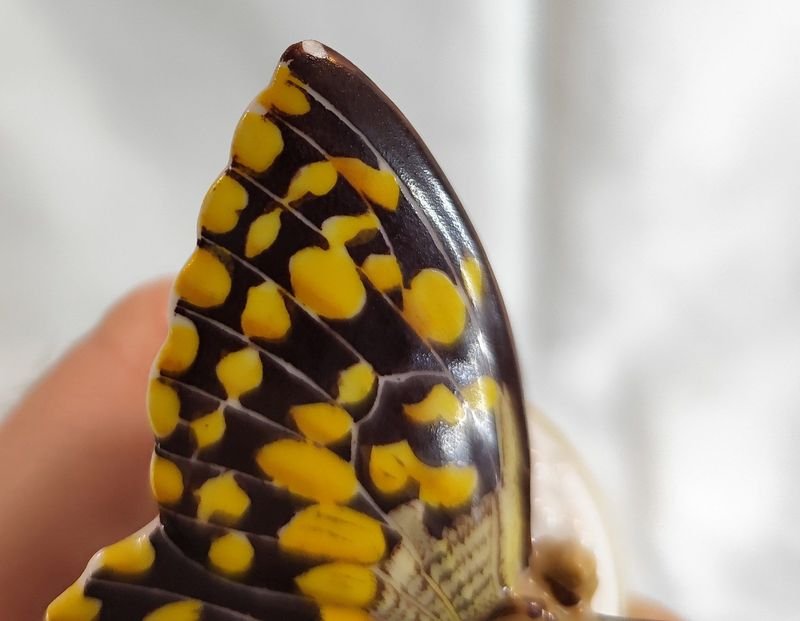 Pequeña mariposa en porcelana alemana pintada a mano - Figurita de mariposa alemana - imagen 9