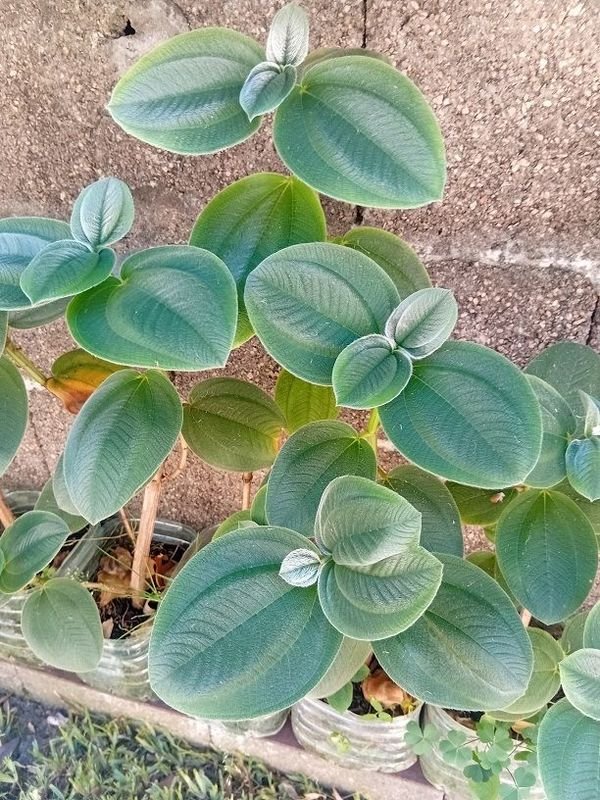 Tibouchina Heteromalla - Plantas en Pots - imagen 3