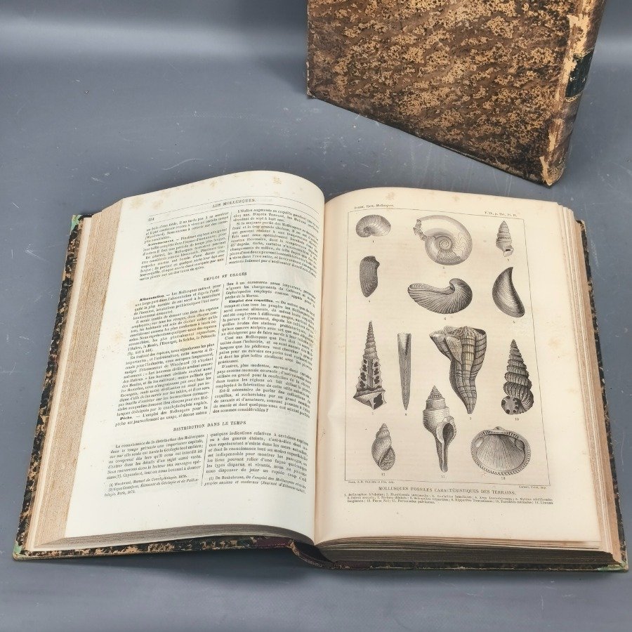 Libro antiguo de historia natural con encuadernación en cuero - imagen 10