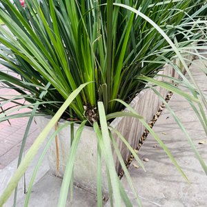 Juego de 4 Macetas de Cemento con Plantas - imagen 5