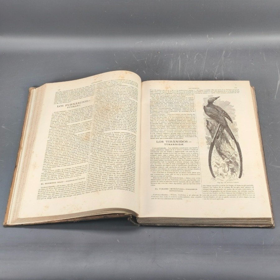 Libro antiguo de historia natural con encuadernación en cuero - imagen 15