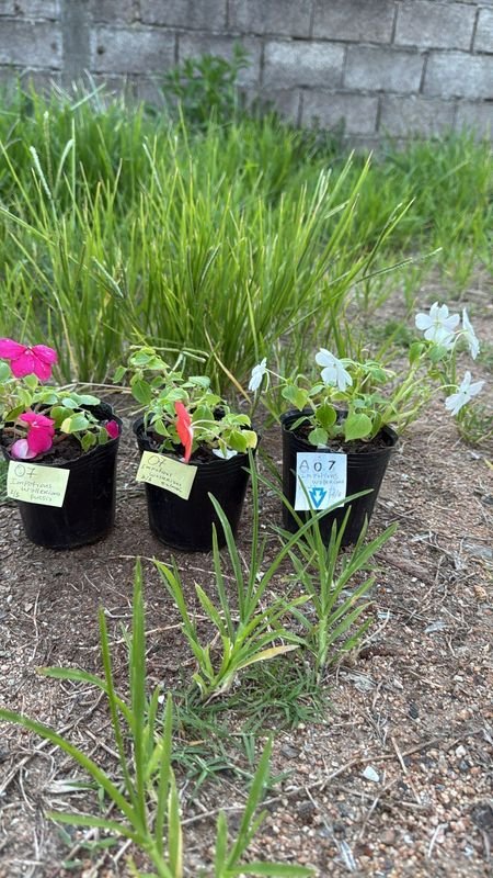 Plantas en macetas negras - Impatiens Waleriana