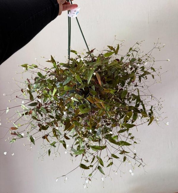 Belleza y Cuidado Personal - Arreglo de flores en un vaso