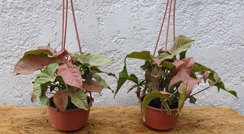 Item 929869 - Image 0