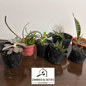 Lote de 7 Plantas Suculentas y Cactus en Macetas - imagen 3
