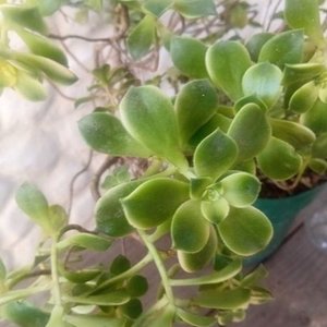 Aeonium Kiwi 'Dream Color' en Maceta Verde - Planta Suculenta - imagen 4