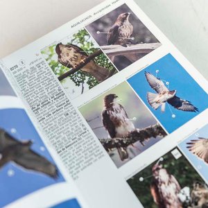 Las Aves de Argentina: Guía con Fotos y Sonidos - imagen 2