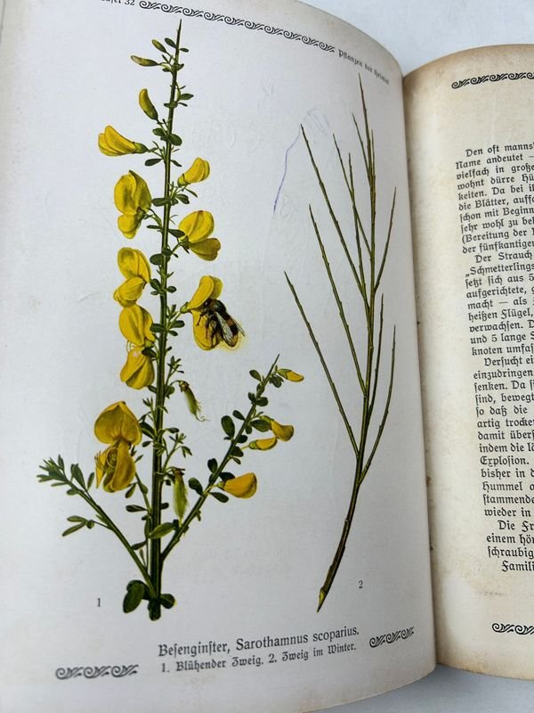 Libros de Botánica: Curso General Aplicado y Flora de la Patria - imagen 8