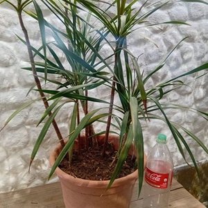 Drácena en Maceta de 2 Litros - imagen 4