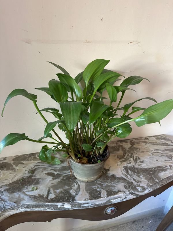 Item 894997 - Image 0