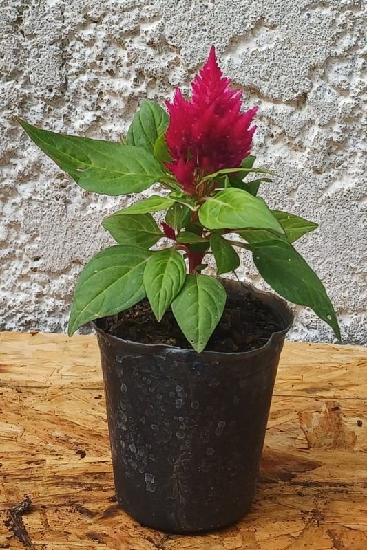 Item 929726 - Image 2