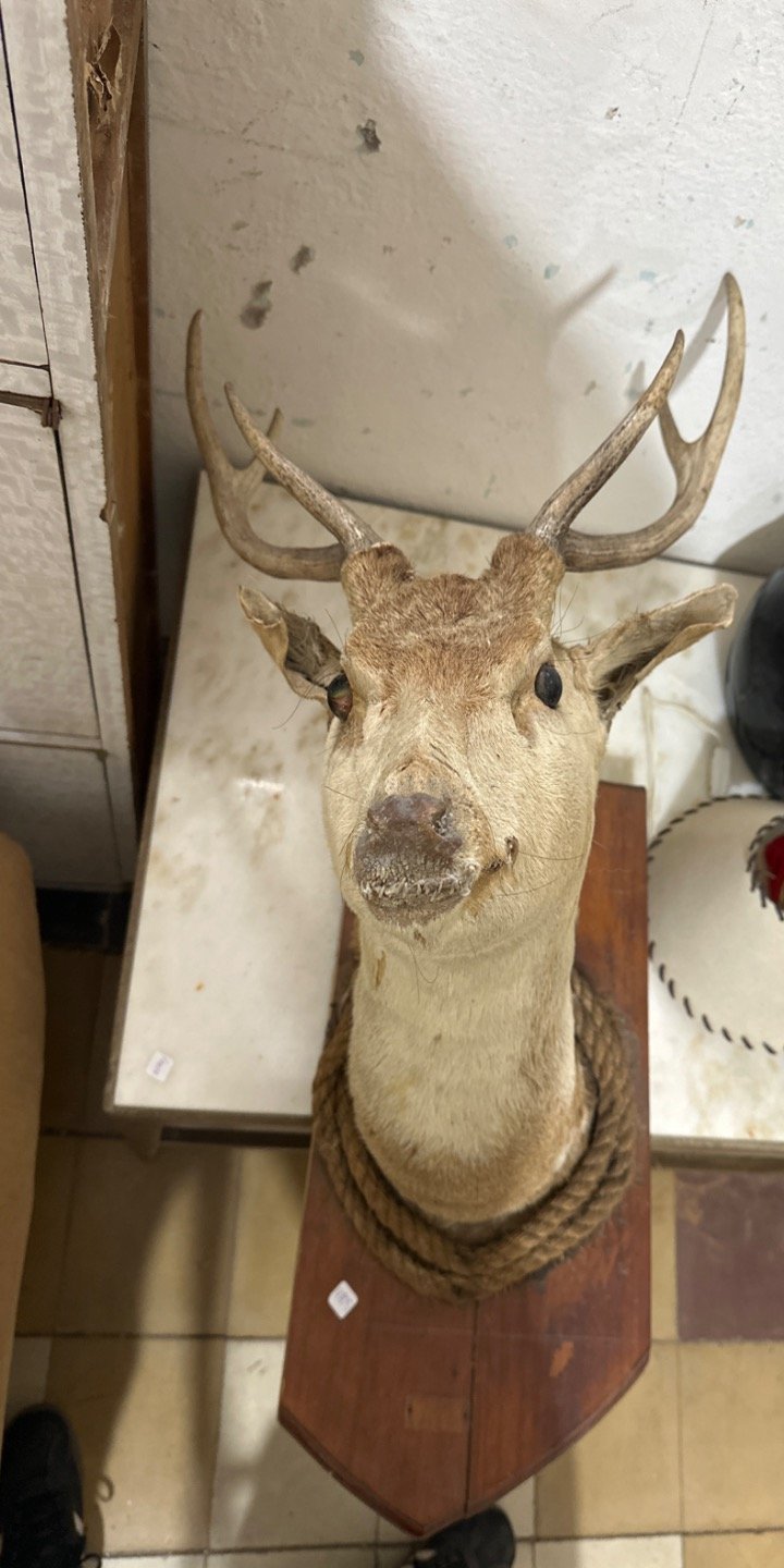 Item 62645 - Image 0