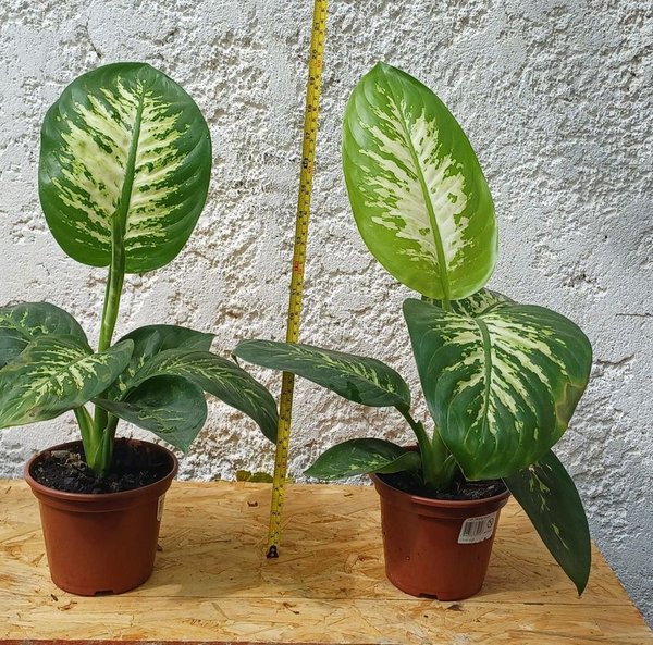Plantas de Difenbachia de 50cm, excelente condición - imagen 1