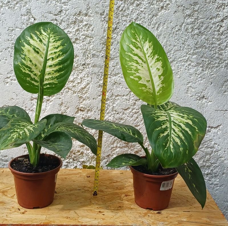 Item 929837 - Image 0