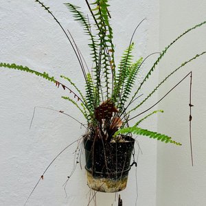Lote de Macetas de Barro y Colgantes con Helecho - imagen 3