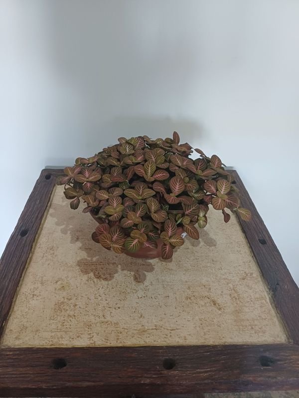 Item 852633 - Image 0