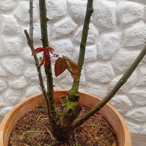 Rosal en Maceta con Flores Rosadas y Botones - imagen 7