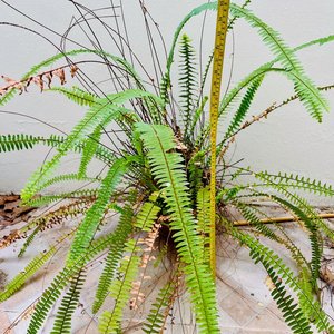 Helecho Verde con Maceta de Barro, 90 cm de Alto - imagen 1