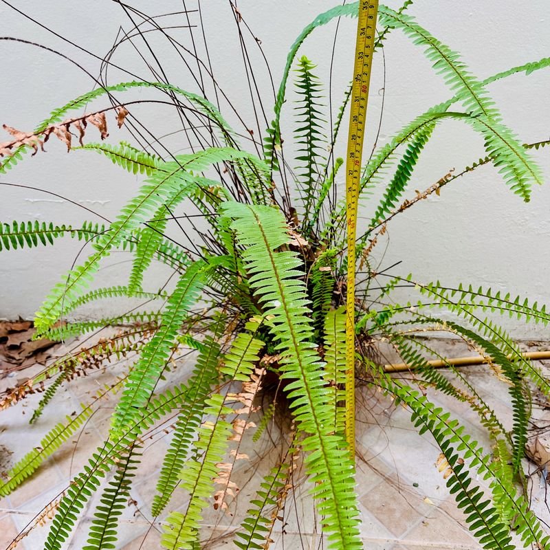 Helecho Verde con Maceta de Barro, 90 cm de Alto