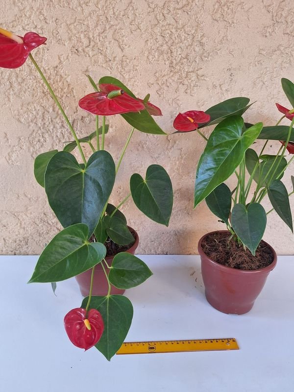 Item 894169 - Image 0