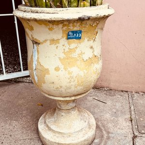 Planta Lengua de Suegra en Maceta Antigua de Hormigón - imagen 3