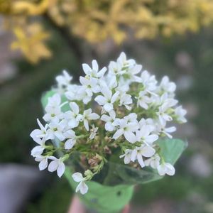 SUBASTA DE PLANTAS DE EXTERIOR Y INTERIOR, imperdibles desde $50; Son a retirar o envío coordinado dentro de Pando - Plantas y Jardinería