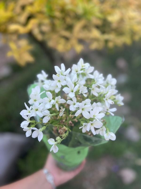 SUBASTA DE PLANTAS DE EXTERIOR Y INTERIOR, imperdibles desde $50; Son a retirar o envío coordinado dentro de Pando - Plantas y Jardinería