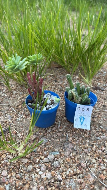 Lotes de Cactus y Plantas