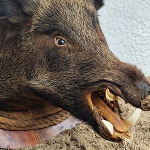 Cabeza de Jabalí Taxidermizada con Colmillos sobre Placa de Madera - imagen 6
