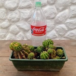 Lote anterior: Cactus Erizo de Mar o Lirio de Pascua para Propagar