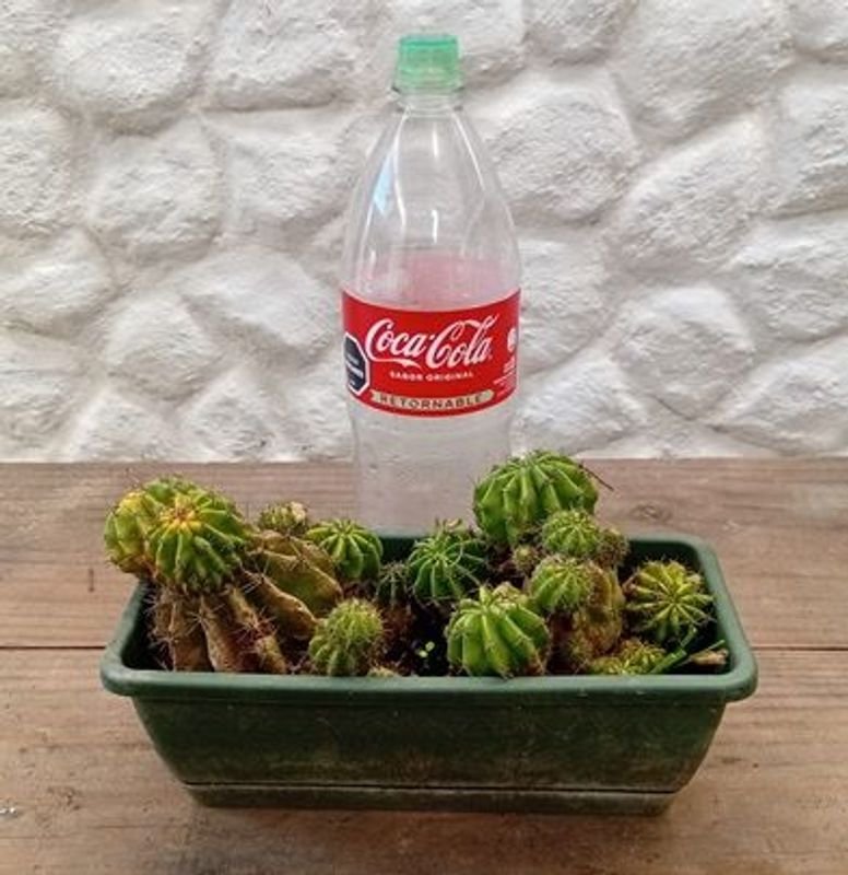 Cactus Erizo de Mar o Lirio de Pascua para Propagar