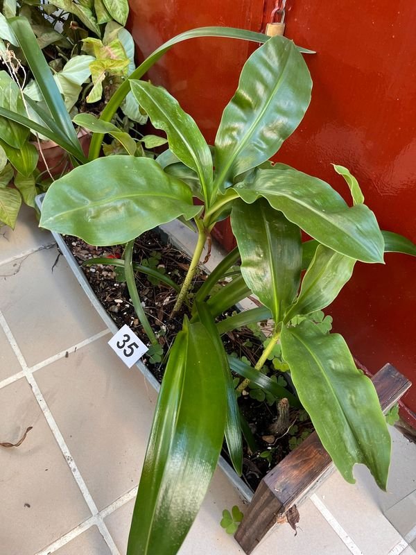 Item 921726 - Image 0