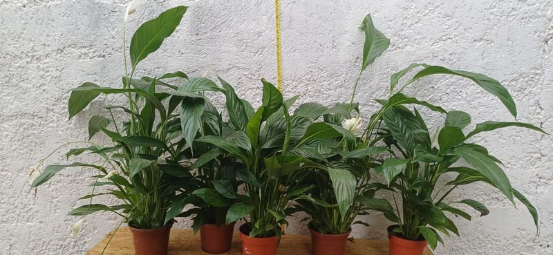 Lirio de La Paz - Plantas de Interior - imagen 4