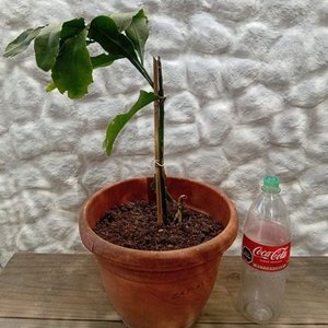 Planta Epiphyllum "Ilusión de Novia" en Maceta con Botella de 2 Litros - imagen 3
